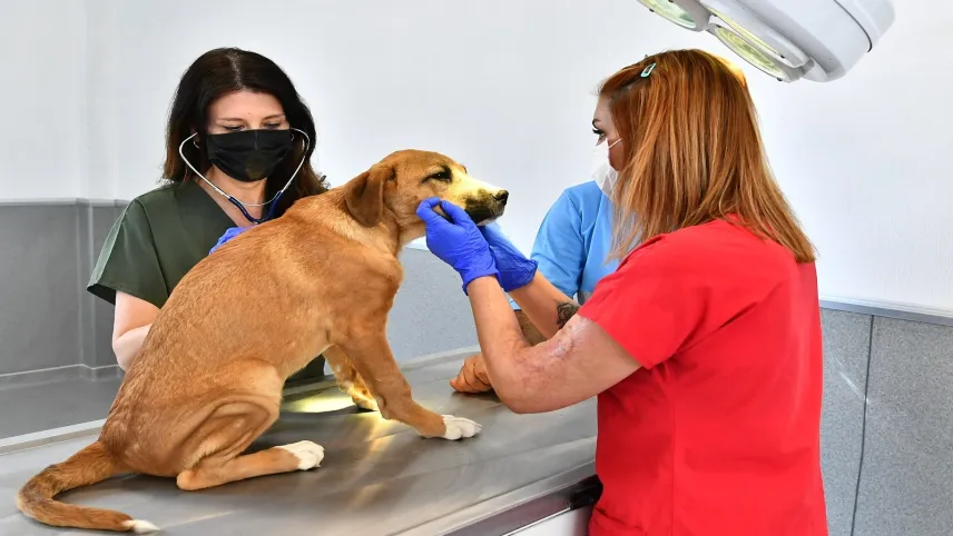 İzmir’de 95 bin sahipsiz hayvan kısırlaştırıldı haberinin görseli