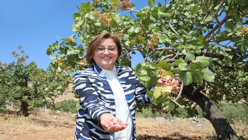Antep fıstığı dünya çapında tescillendi haberinin görseli