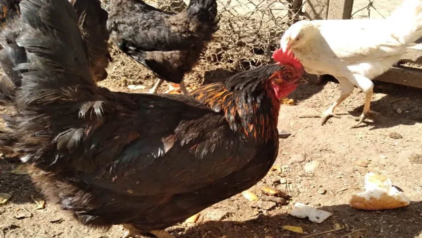 Uzmanlar kuş gribinin tavuklardaki belirtilerine dikkat çekti haberinin görseli