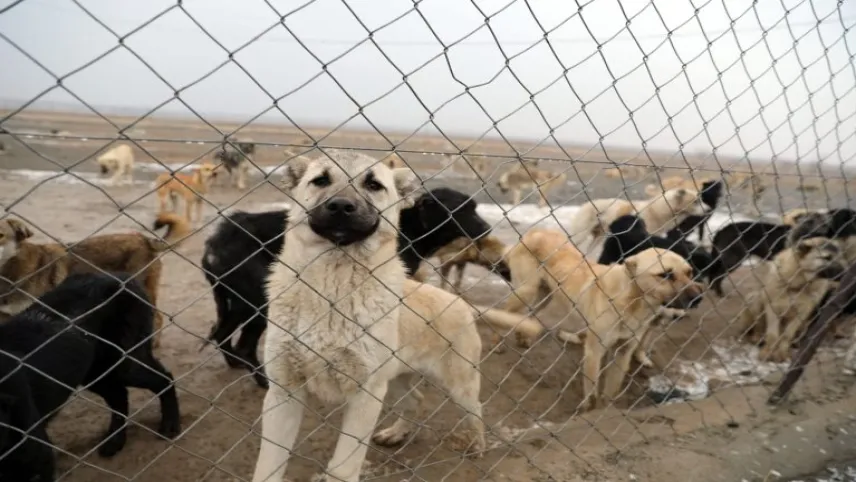 Yaşam İçin Yasa İnisiyatifi’nden barınak tepkisi haberinin görseli