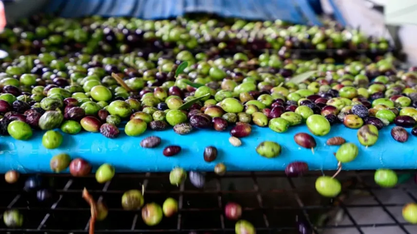 Bornova’nın zeytin üreticilerine destek haberinin görseli