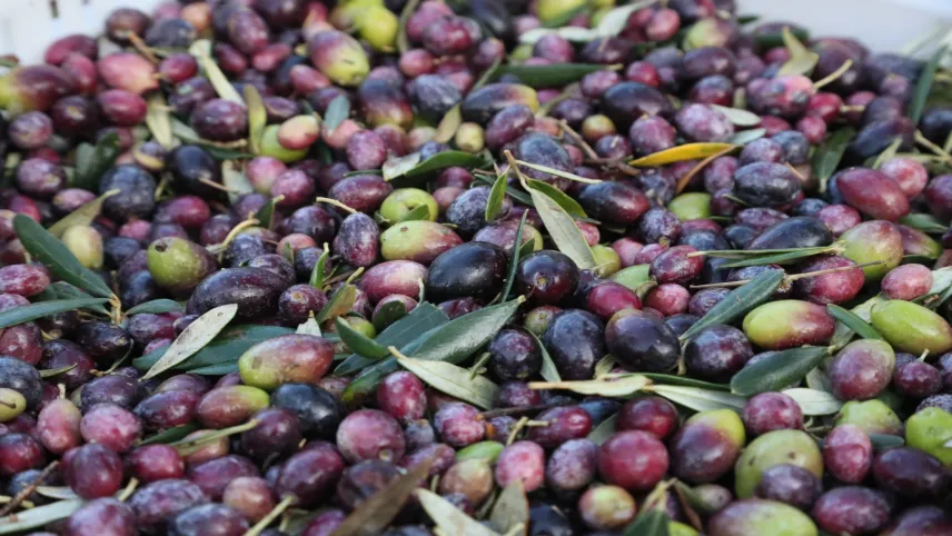 Urla’da ilk Zeytin ve Sanat Festivali düzenleniyor haberinin görseli