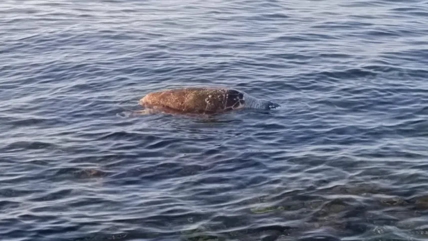 Narlıdere sahilinde ölü caretta caretta kıyıya vurdu haberinin görseli