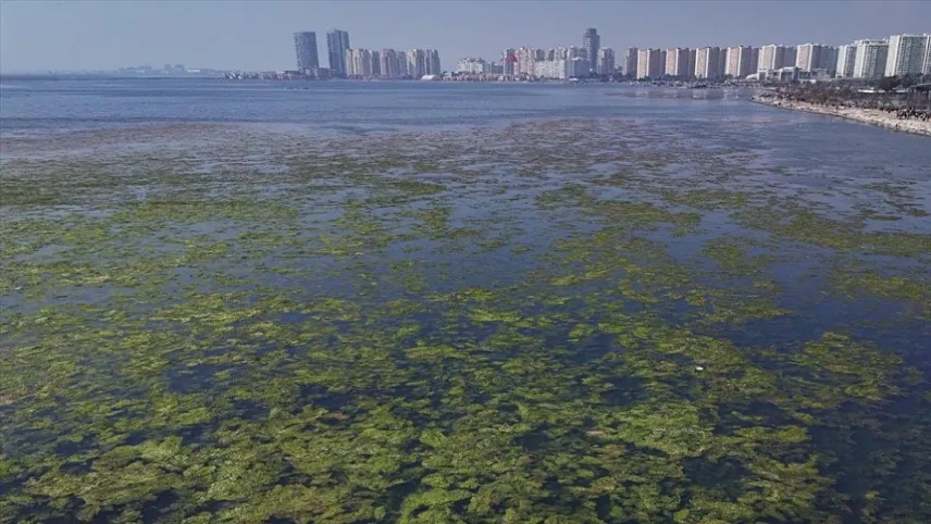 İzmir Körfezi deniz yosunuyla yemyeşil oldu! haberinin görseli