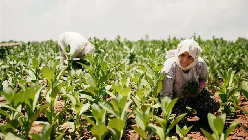Tütün sektörü 7 yıl sonra ihracatta 1 milyar doları aştı haberinin görseli