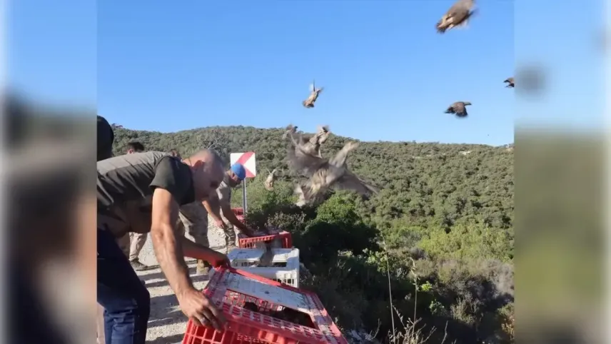 İzmir&#039;de keklikler doğaya salındı haberinin görseli