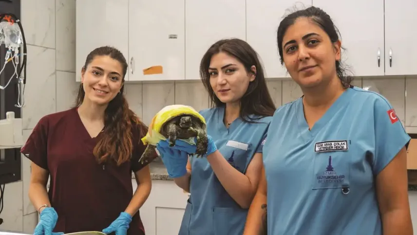 İzmir’de yangından kurtarılan kaplumbağanın tedavisi sürüyor haberinin görseli