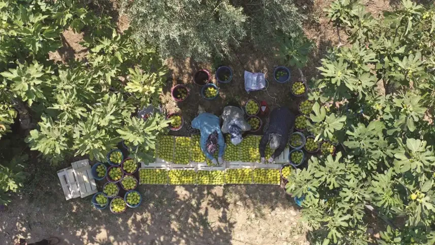 Aydın incir işçisi bunaltıcı sıcakta hasat mesaisi yapıyor haberinin görseli