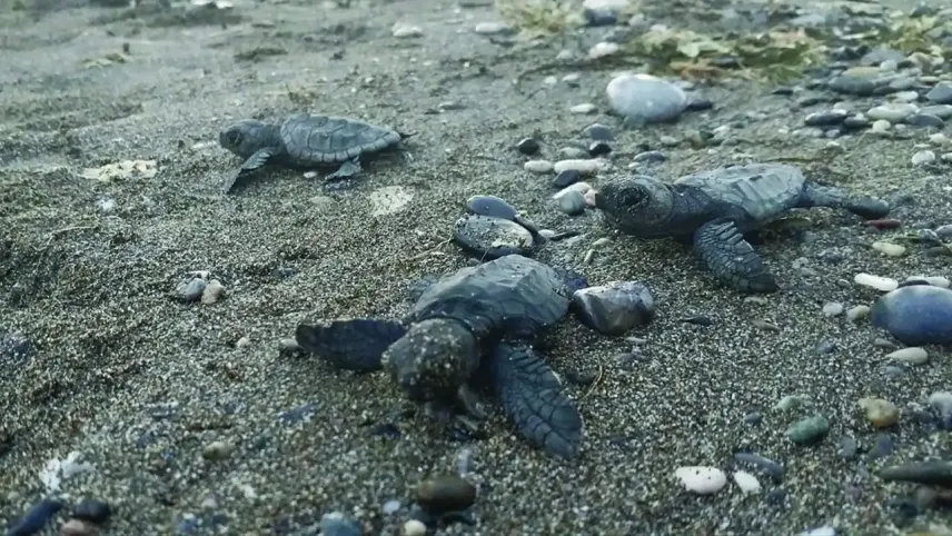 Muğla'da bulunan caretta caretta yavruları denize bırakıldı haberinin görseli