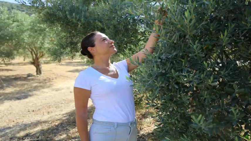 Zeytin Yasasına Başkan Sengel’den sert tepki haberinin görseli