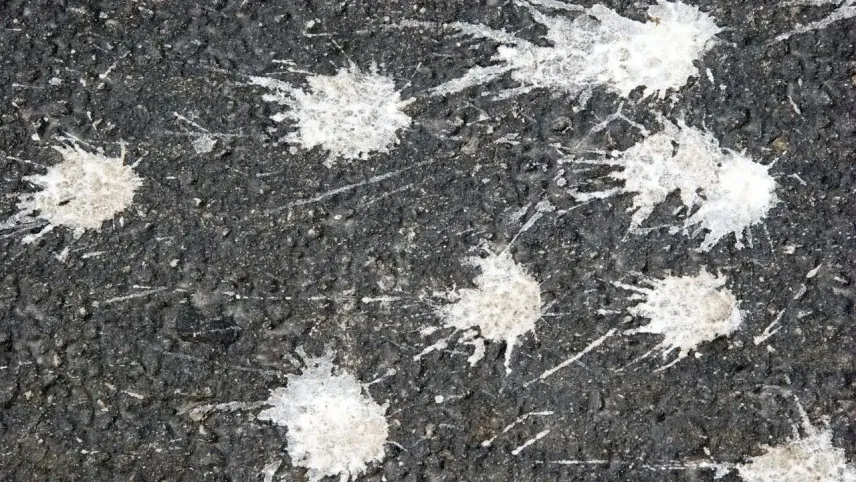 Kuşlar neden sadece temiz arabaları tercih ediyor? Şaşırtan bilimsel gerçekler! haberinin görseli